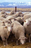 Die berühmte sächsische Schafzucht